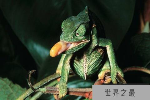 为什么变色龙会变色呢？这和它体内细胞有关系