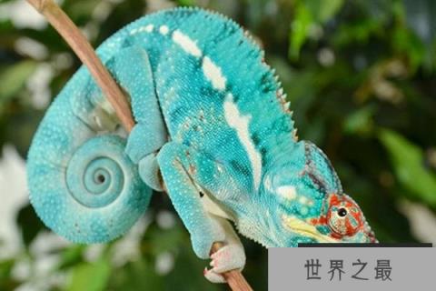 为什么变色龙会变色呢？这和它体内细胞有关系