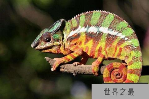 为什么变色龙会变色呢？这和它体内细胞有关系