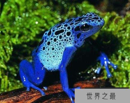 世界十大最恐怖动物