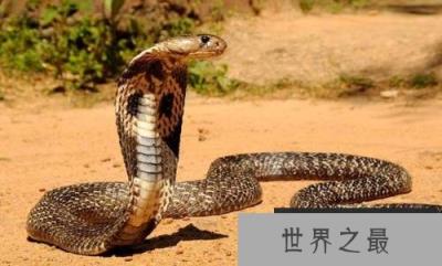 世界十大最恐怖动物