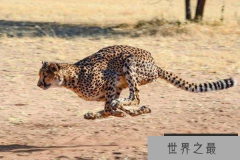 世界十大动物反应速度排行，猎豹最快位居榜首1357vip.com