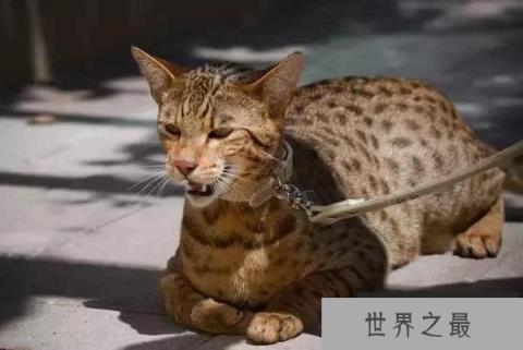 世界十大最贵的纯种猫