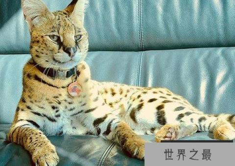 世界十大最贵的纯种猫