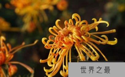 菊花哪个品种好？十大最名贵的菊花品种排名