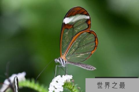 玻璃翼蝴蝶