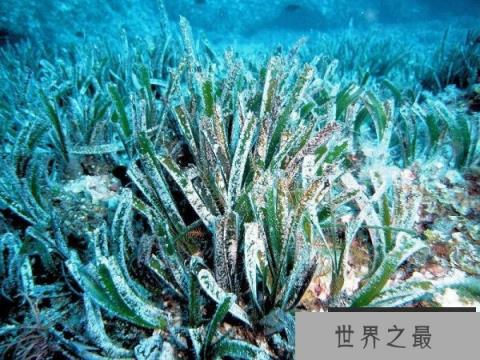 波西多尼亚海草
