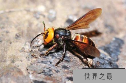 世界上最毒的十大昆虫排名