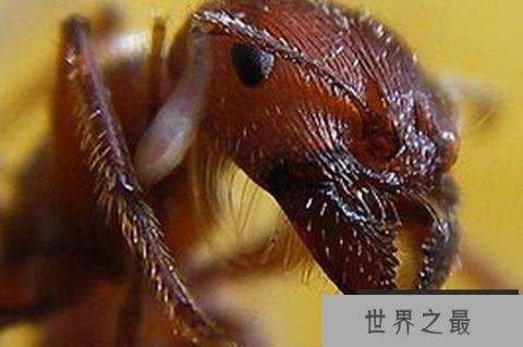 世界上最毒的十大昆虫排名