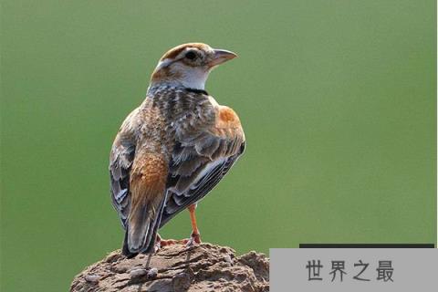 世界上叫声最好听的鸟