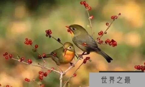 世界上叫声最好听的鸟