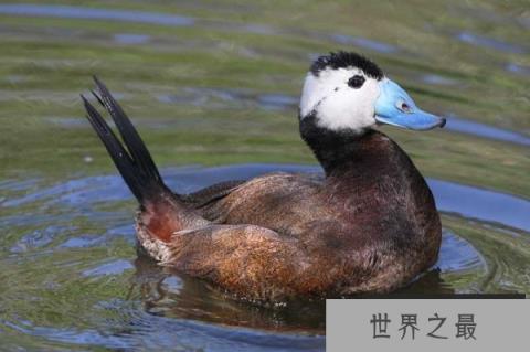 世界上最美的十种鸭子