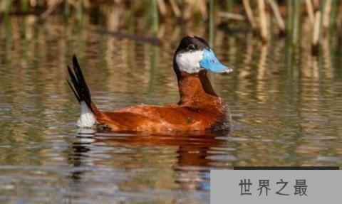 世界上最美的十种鸭子