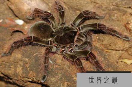 亚马逊巨人食鸟蛛