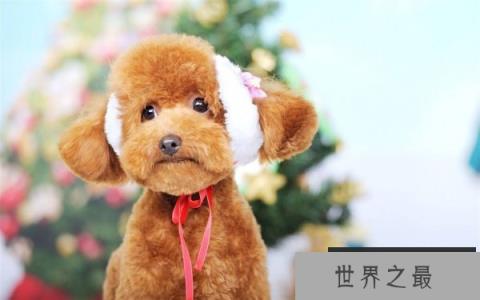 宠物狗都有哪些品种？最受欢迎的十大宠物狗