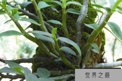 中国九大仙草盘点，人参上榜，第二被称为药中极品