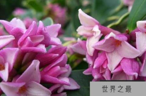 瑞香花