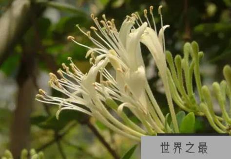 十大最有药用价值的花