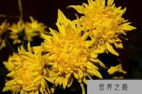 十大最有药用价值的花