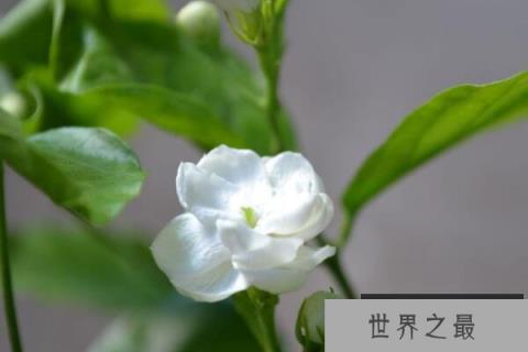 茉莉花