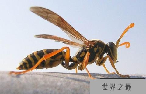 世界上最大的马蜂是什么蜂？日本大黄蜂