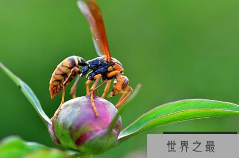 世界上最大的马蜂是什么蜂？日本大黄蜂