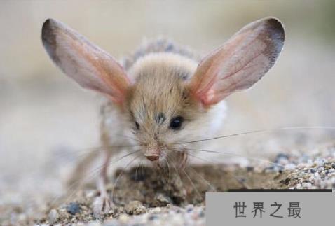 世界上跳得最高的老鼠，长耳跳鼠是跳高能手