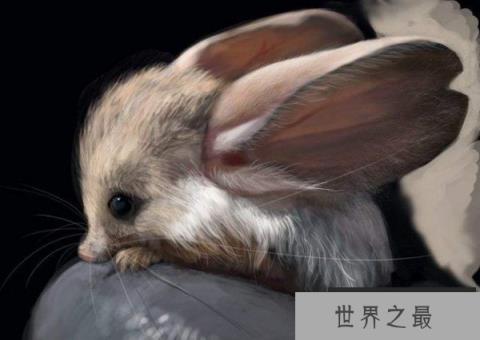 世界上跳得最高的老鼠，长耳跳鼠是跳高能手