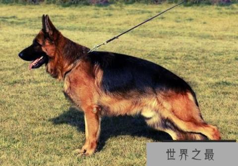 德国牧羊犬