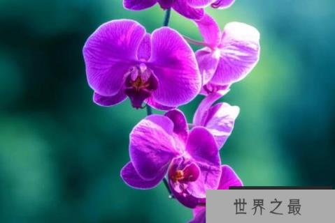 十大最知名的兰花品种，蝴蝶兰上榜，第三被誉为洋兰之王