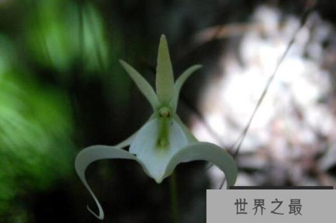 十大最知名的兰花品种，蝴蝶兰上榜，第三被誉为洋兰之王