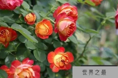 月季十大最受欢迎品种