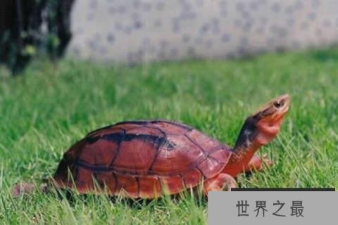 世界上最贵的宠物龟排名，金钱龟排第一位