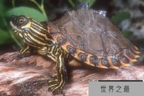 世界上最贵的宠物龟排名，金钱龟排第一位