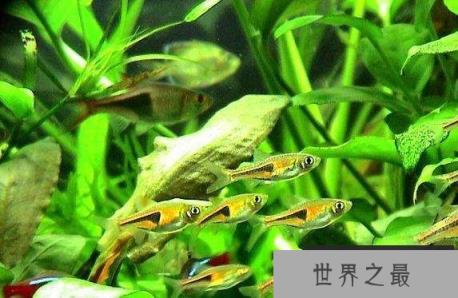 盘点十大养不死的热带鱼