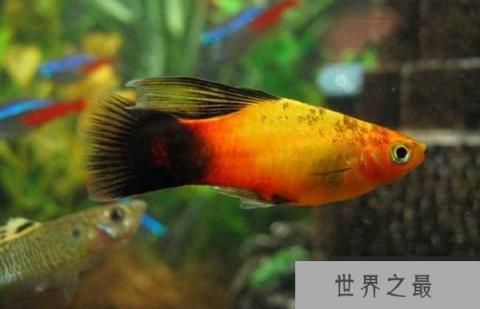 盘点十大养不死的热带鱼