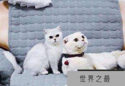 抖音十大网红猫