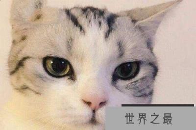 抖音十大网红猫