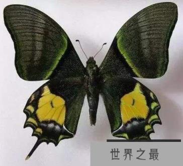 世界八大名贵蝴蝶