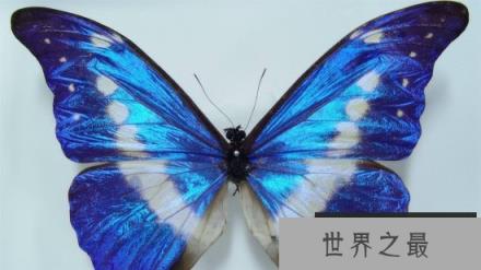 世界八大名贵蝴蝶