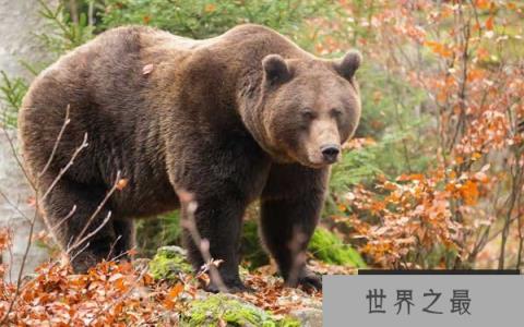 世界上嗅觉最灵敏的动物