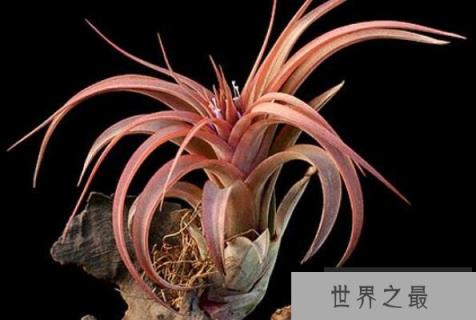 空气凤梨 空气凤梨