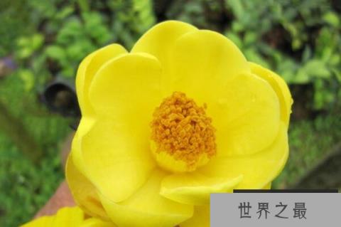 中国最稀有的十大花卉品种，四药门花上榜，第一被誉为茶族皇后