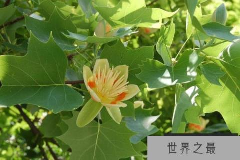 鹅掌楸