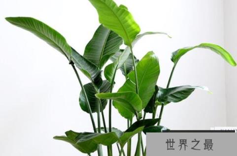天堂鸟