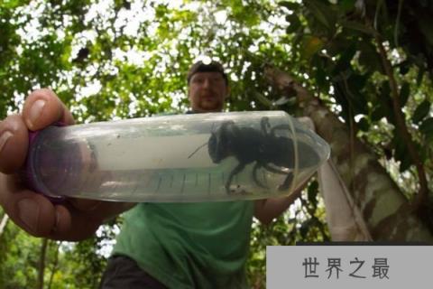 世界上体型最大的蜜蜂