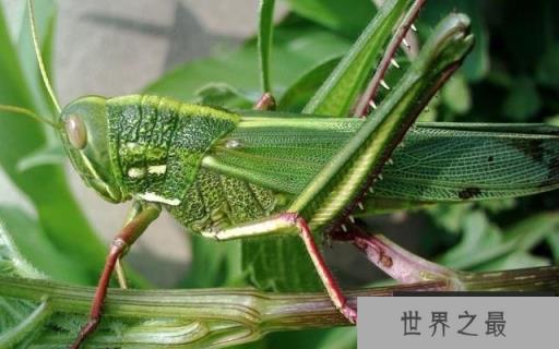 世界上最大的蝗虫——巨沙螽，体型霸气十足