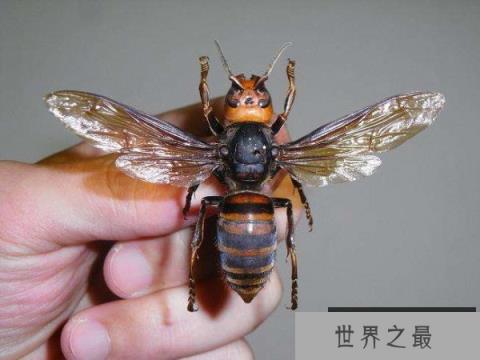 世界上体型最大的蜜蜂