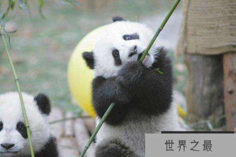 全球最小的熊猫幼仔，体重42.8克比鸡蛋还轻