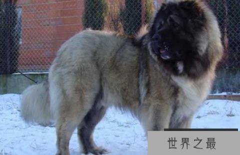 世界十大顶级名犬排名，第一名是中国藏獒